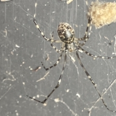 Cryptachaea gigantipes (White porch spider) at Canberra, ACT - 9 Jan 2023 by Hejor1