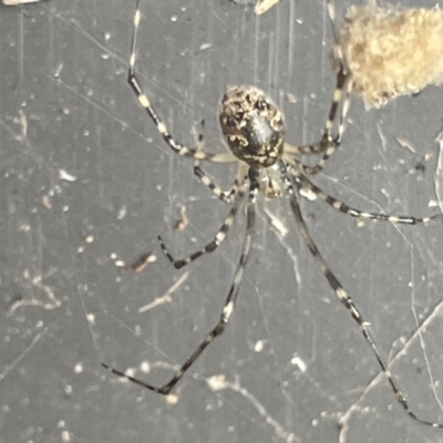 Cryptachaea gigantipes (White porch spider) at Canberra, ACT - 9 Jan 2023 by Hejor1