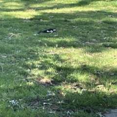 Grallina cyanoleuca (Magpie-lark) at Mount Ainslie to Black Mountain - 9 Jan 2023 by Hejor1