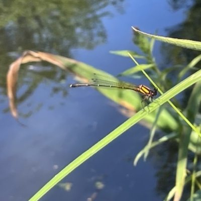 Nososticta solida (Orange Threadtail) at Commonwealth & Kings Parks - 9 Jan 2023 by Hejor1