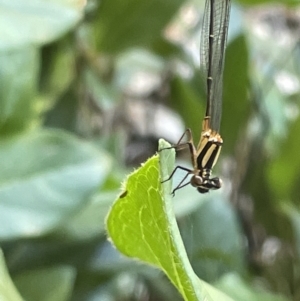 Nososticta solida at Parkes, ACT - 9 Jan 2023