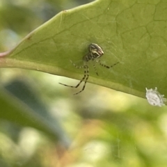 Theridion pyramidale (Tangle-web spider) at Mount Ainslie to Black Mountain - 9 Jan 2023 by Hejor1