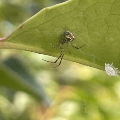 Theridion pyramidale (Tangle-web spider) at Parkes, ACT - 9 Jan 2023 by Hejor1