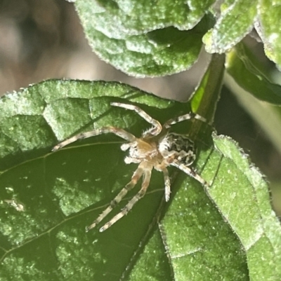 Salsa fuliginata (Sooty Orb-weaver) at Parkes, ACT - 9 Jan 2023 by Hejor1