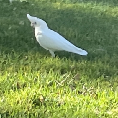 Cacatua sanguinea (Little Corella) at Commonwealth & Kings Parks - 9 Jan 2023 by Hejor1