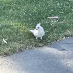 Cacatua sanguinea at Parkes, ACT - 9 Jan 2023