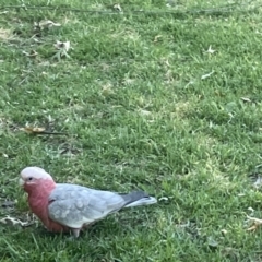 Eolophus roseicapilla (Galah) at Parkes, ACT - 9 Jan 2023 by Hejor1