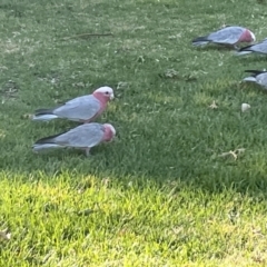 Eolophus roseicapilla at Parkes, ACT - 9 Jan 2023