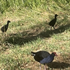 Gallinula tenebrosa (Dusky Moorhen) at Commonwealth & Kings Parks - 9 Jan 2023 by Hejor1