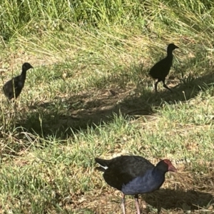 Gallinula tenebrosa at Parkes, ACT - 9 Jan 2023 05:30 PM