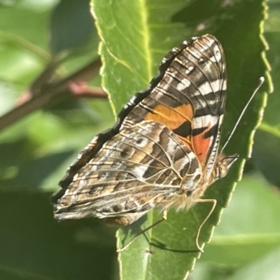 Vanessa kershawi (Australian Painted Lady) at Mount Ainslie to Black Mountain - 9 Jan 2023 by Hejor1