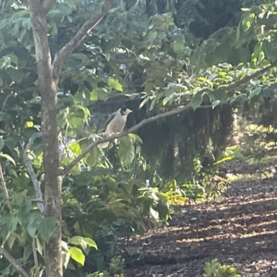 Manorina melanocephala (Noisy Miner) at Mount Ainslie to Black Mountain - 9 Jan 2023 by Hejor1