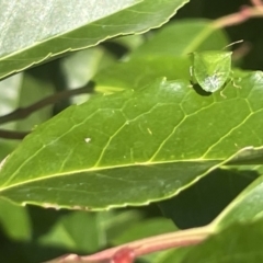 Cuspicona simplex (Green potato bug) at Mount Ainslie to Black Mountain - 9 Jan 2023 by Hejor1