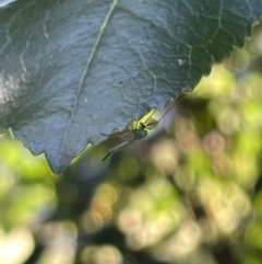 Chironomidae (family) (Non-biting Midge) at Mount Ainslie to Black Mountain - 9 Jan 2023 by Hejor1