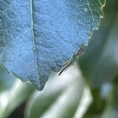 Chironomidae (family) at Parkes, ACT - 9 Jan 2023 04:41 PM