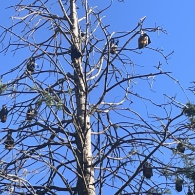 Pteropus poliocephalus (Grey-headed Flying-fox) at Mount Ainslie to Black Mountain - 9 Jan 2023 by Hejor1