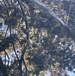 Pteropus poliocephalus at Parkes, ACT - 9 Jan 2023