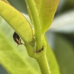 Steganopsis melanogaster at Canberra, ACT - 10 Jan 2023 08:52 AM