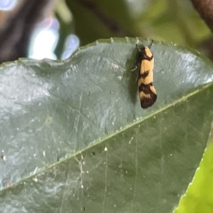 Olbonoma triptycha at Braddon, ACT - 10 Jan 2023