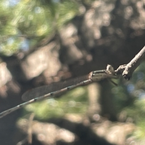 Austrolestes leda at Braddon, ACT - 10 Jan 2023