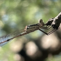 Austrolestes leda at Braddon, ACT - 10 Jan 2023