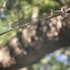 Austrolestes leda at Braddon, ACT - 10 Jan 2023 05:25 PM