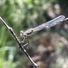 Austrolestes leda (Wandering Ringtail) at Braddon, ACT - 10 Jan 2023 by Hejor1