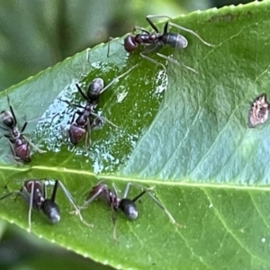 Iridomyrmex purpureus at Braddon, ACT - 10 Jan 2023