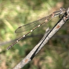 Austrolestes leda (Wandering Ringtail) at Braddon, ACT - 10 Jan 2023 by Hejor1