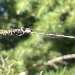 Austrolestes leda (Wandering Ringtail) at Haig Park - 10 Jan 2023 by Hejor1