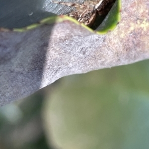 Salticidae (family) at Braddon, ACT - 10 Jan 2023 04:41 PM