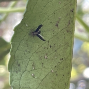 Trypetisoma digitatum at Braddon, ACT - 10 Jan 2023