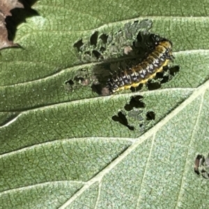 Xanthogaleruca luteola at Braddon, ACT - 10 Jan 2023