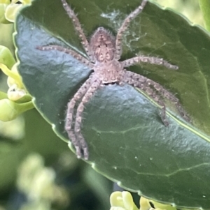 Sparassidae (family) at Ainslie, ACT - 11 Jan 2023 05:36 PM