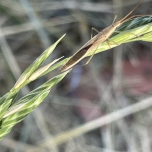 Mutusca brevicornis at Ainslie, ACT - 11 Jan 2023 05:42 PM