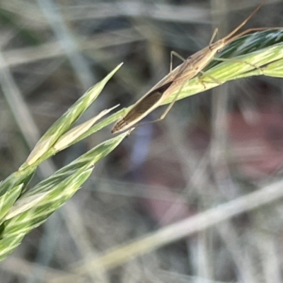 Mutusca brevicornis (A broad-headed bug) at Ainslie, ACT - 11 Jan 2023 by Hejor1