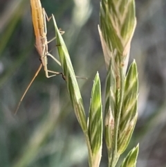 Mutusca brevicornis at Ainslie, ACT - 11 Jan 2023