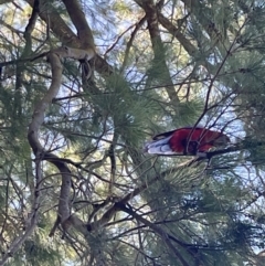 Platycercus elegans (Crimson Rosella) at Ainslie, ACT - 11 Jan 2023 by Hejor1