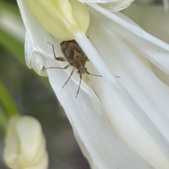 Sidnia kinbergi (Australian crop mirid) at Mount Ainslie to Black Mountain - 9 Jan 2023 by Hejor1