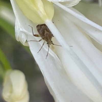 Sidnia kinbergi (Australian crop mirid) at Mount Ainslie to Black Mountain - 9 Jan 2023 by Hejor1