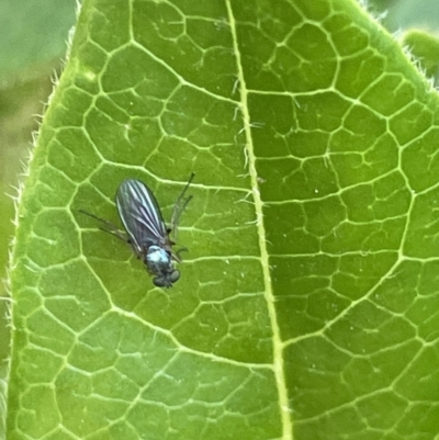 Unidentified Long-legged Fly (Dolichopodidae) at Corroboree Park - 11 Jan 2023 by Hejor1