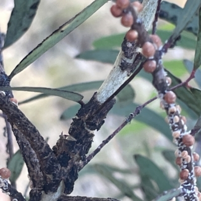 Eriococcus coriaceus (Gumtree Scale) at Ainslie, ACT - 11 Jan 2023 by Hejor1