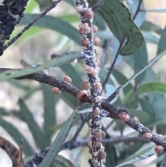 Eriococcus coriaceus at Ainslie, ACT - 11 Jan 2023