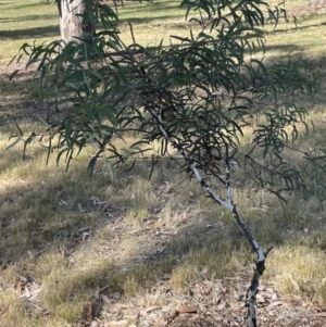 Eriococcus coriaceus at Ainslie, ACT - 11 Jan 2023