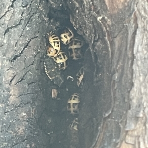 Harmonia conformis at Braddon, ACT - 11 Jan 2023 04:23 PM