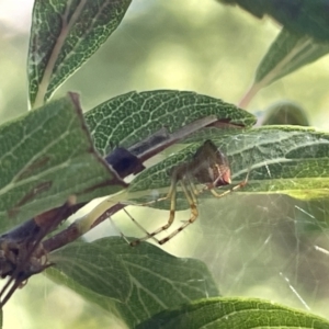 Theridion pyramidale at Braddon, ACT - 11 Jan 2023