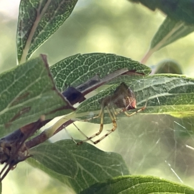 Theridion pyramidale (Tangle-web spider) at Braddon, ACT - 11 Jan 2023 by Hejor1