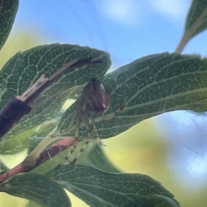 Theridion pyramidale at Braddon, ACT - 11 Jan 2023