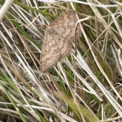 Scopula rubraria (Reddish Wave, Plantain Moth) at Mount Ainslie - 12 Jan 2023 by Hejor1