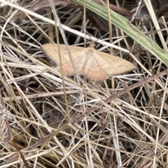 Scopula rubraria (Reddish Wave, Plantain Moth) at Campbell, ACT - 12 Jan 2023 by Hejor1